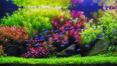 Голландський акваріум (19 фото): особливості акваріума-травника. Схема посадки рослин в голландському стилі. Правила виготовлення ландшафту