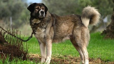 Грецька вівчарка (13 фото): опис породи. Особливості утримання і розведення собак