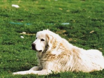 Грецька вівчарка (13 фото): опис породи. Особливості утримання і розведення собак