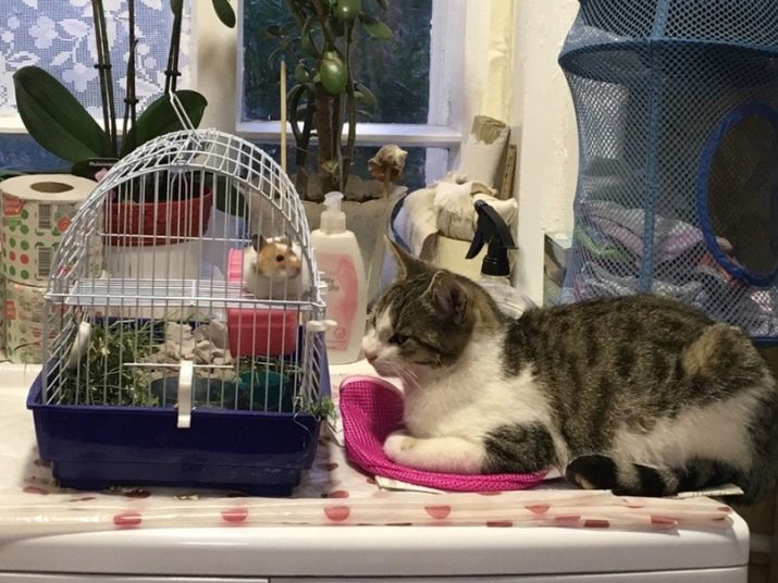 Клітини для джунгарських хом’яків (25 фото): чому джунгарик гризе прути? Розміри клітин. Як вибрати клітину і правильно облаштувати її?