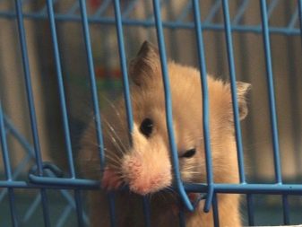 Клітини для джунгарських хом’яків (25 фото): чому джунгарик гризе прути? Розміри клітин. Як вибрати клітину і правильно облаштувати її?