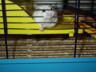 Клітини для джунгарських хом’яків (25 фото): чому джунгарик гризе прути? Розміри клітин. Як вибрати клітину і правильно облаштувати її?