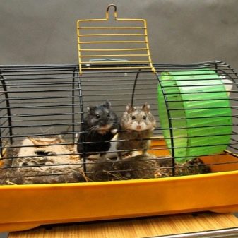 Клітини для джунгарських хом’яків (25 фото): чому джунгарик гризе прути? Розміри клітин. Як вибрати клітину і правильно облаштувати її?