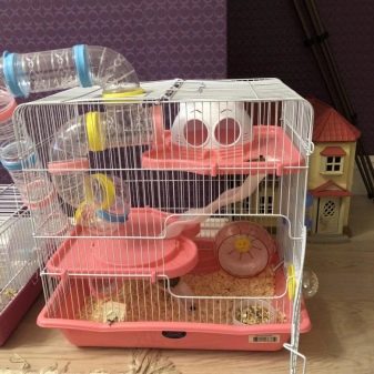 Клітини для джунгарських хом’яків (25 фото): чому джунгарик гризе прути? Розміри клітин. Як вибрати клітину і правильно облаштувати її?