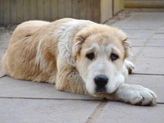 Клички для алабая: красиві і кумедні імена, якими можна назвати цуценя і дорослу собаку