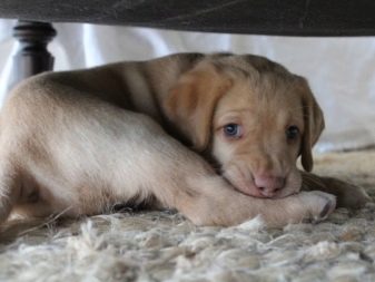 Клички для лабрадора-хлопчика: цікаві та кумедні імена, якими можна назвати собаку великої породи