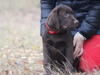 Клички для лабрадора-хлопчика: цікаві та кумедні імена, якими можна назвати собаку великої породи