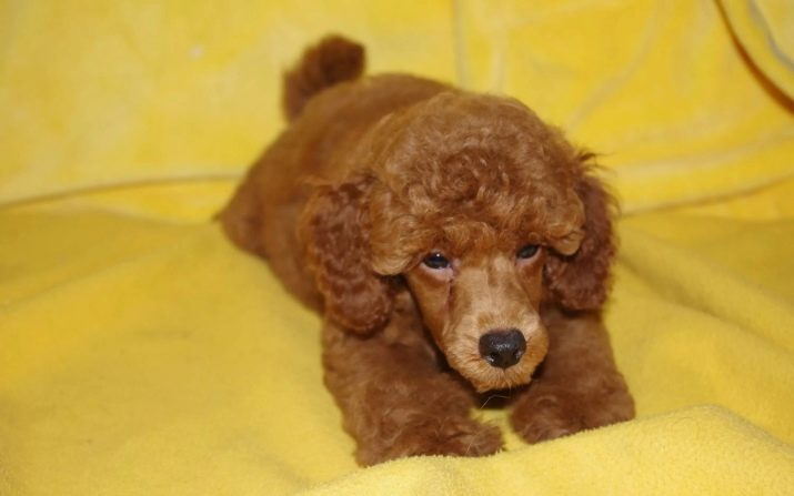 Клички для пуделів: оригінальні і красиві імена для цуценя-хлопчика, забавні і креативні варіанти назв, якими можна назвати пуделів-дівчаток