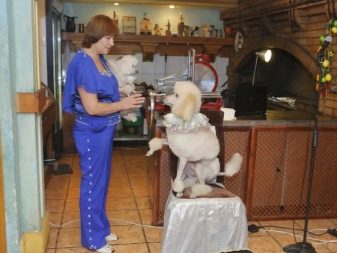 Клички для пуделів: оригінальні і красиві імена для цуценя-хлопчика, забавні і креативні варіанти назв, якими можна назвати пуделів-дівчаток