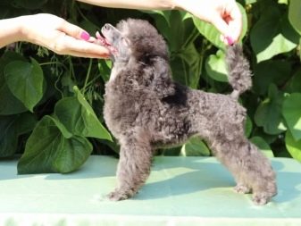 Клички для пуделів: оригінальні і красиві імена для цуценя-хлопчика, забавні і креативні варіанти назв, якими можна назвати пуделів-дівчаток