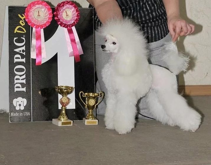 Клички для пуделів: оригінальні і красиві імена для цуценя-хлопчика, забавні і креативні варіанти назв, якими можна назвати пуделів-дівчаток