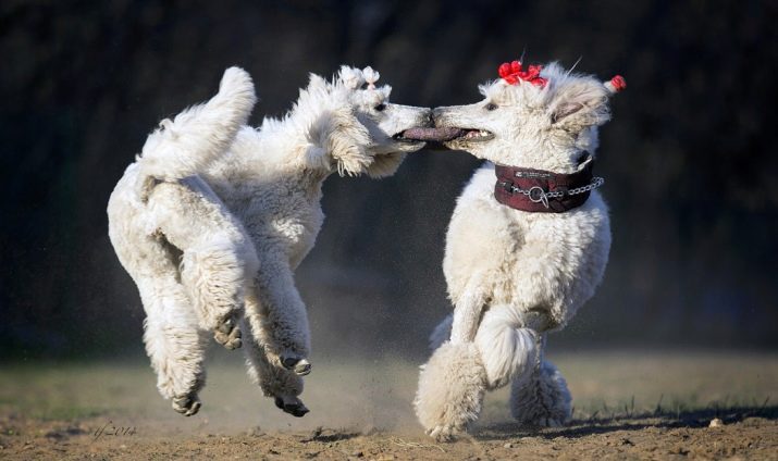 Клички для пуделів: оригінальні і красиві імена для цуценя-хлопчика, забавні і креативні варіанти назв, якими можна назвати пуделів-дівчаток