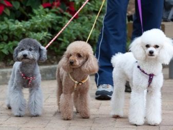 Клички для пуделів: оригінальні і красиві імена для цуценя-хлопчика, забавні і креативні варіанти назв, якими можна назвати пуделів-дівчаток