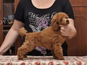 Клички для пуделів: оригінальні і красиві імена для цуценя-хлопчика, забавні і креативні варіанти назв, якими можна назвати пуделів-дівчаток