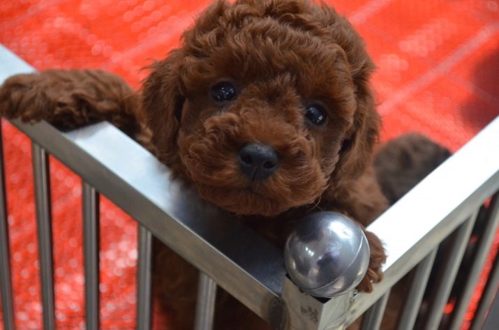 Клички для пуделів: оригінальні і красиві імена для цуценя-хлопчика, забавні і креативні варіанти назв, якими можна назвати пуделів-дівчаток