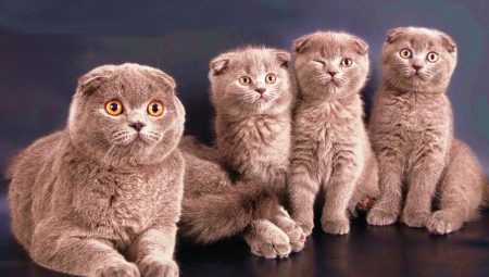 Клички для шотландських висловухих кішок і котів: красиві імена шотландців. Як можна назвати сірого і чорного кошеня? Прикольні клички, варіанти на англійський манер