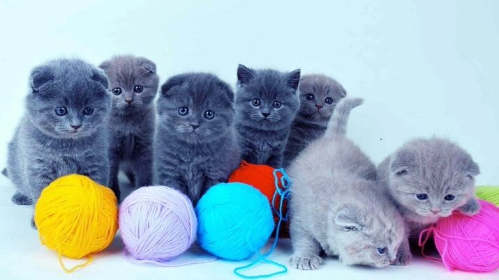 Клички для шотландських висловухих кішок і котів: красиві імена шотландців. Як можна назвати сірого і чорного кошеня? Прикольні клички, варіанти на англійський манер