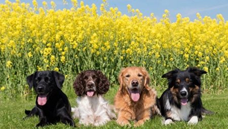 Клички для собак (фото 48): вибираємо красиві собачі імена по різним параметрам. Як можна смішно, цікаво і незвично назвати цуценя? Як привчити собаку до імені?