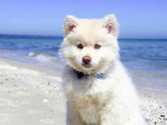 Клички для собак (фото 48): вибираємо красиві собачі імена по різним параметрам. Як можна смішно, цікаво і незвично назвати цуценя? Як привчити собаку до імені?