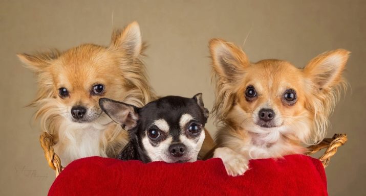 Клички для собак-хлопчиків маленьких порід: прикольні і красиві імена, якими можна назвати цуценят дрібних порід