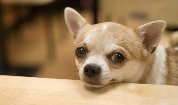 Клички для собак-хлопчиків маленьких порід: прикольні і красиві імена, якими можна назвати цуценят дрібних порід