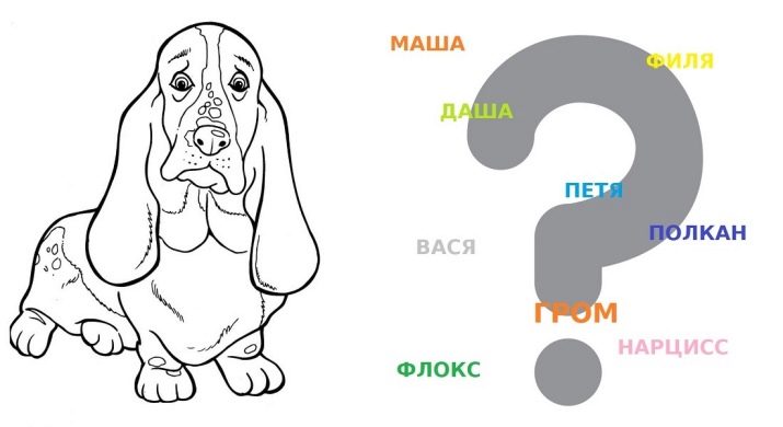 Клички для такс: оригінальні імена і рідкісні клички для цуценя такси