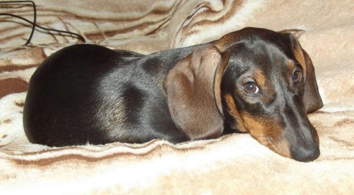 Клички для такс: оригінальні імена і рідкісні клички для цуценя такси