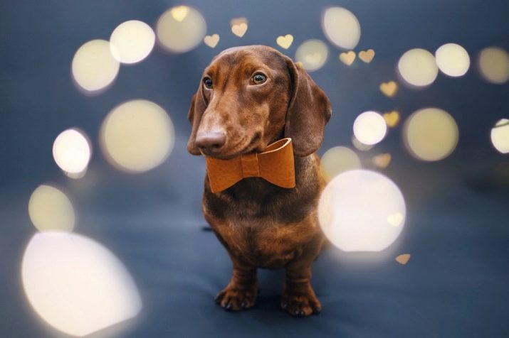 Клички для такс: оригінальні імена і рідкісні клички для цуценя такси