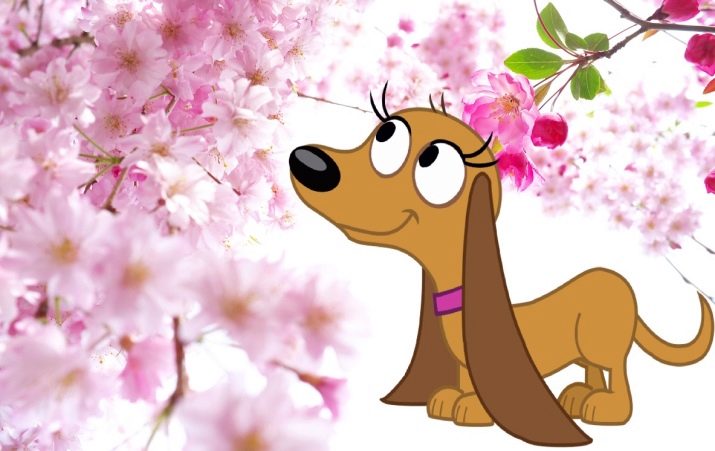 Клички для такс: оригінальні імена і рідкісні клички для цуценя такси