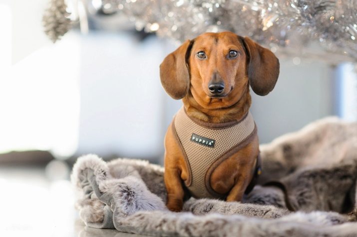 Клички для такс: оригінальні імена і рідкісні клички для цуценя такси