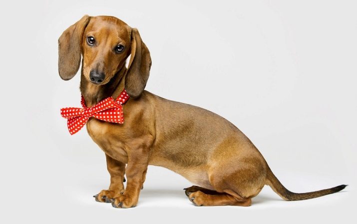 Клички для такс: оригінальні імена і рідкісні клички для цуценя такси