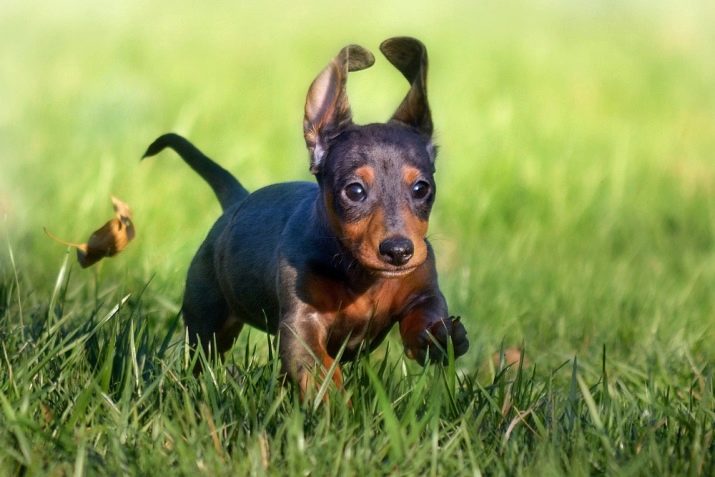 Клички для такс: оригінальні імена і рідкісні клички для цуценя такси