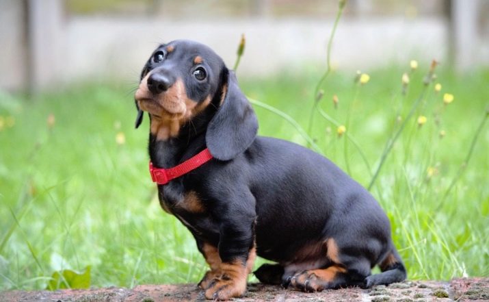 Клички для такс: оригінальні імена і рідкісні клички для цуценя такси