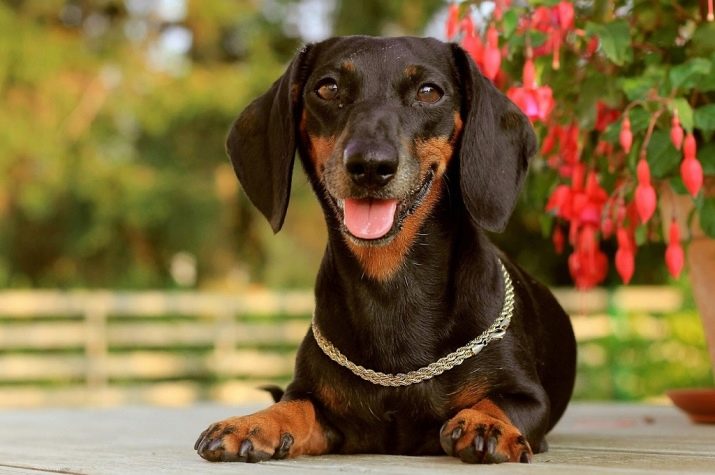 Клички для такс: оригінальні імена і рідкісні клички для цуценя такси