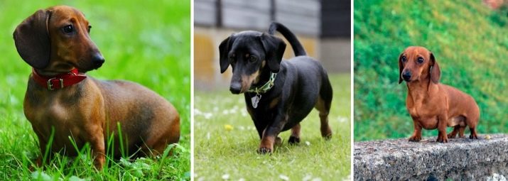 Клички для такс: оригінальні імена і рідкісні клички для цуценя такси