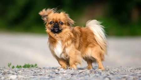 Клички собак породи пекінес: список кращих імен, якими можна назвати цуценя-дівчинку