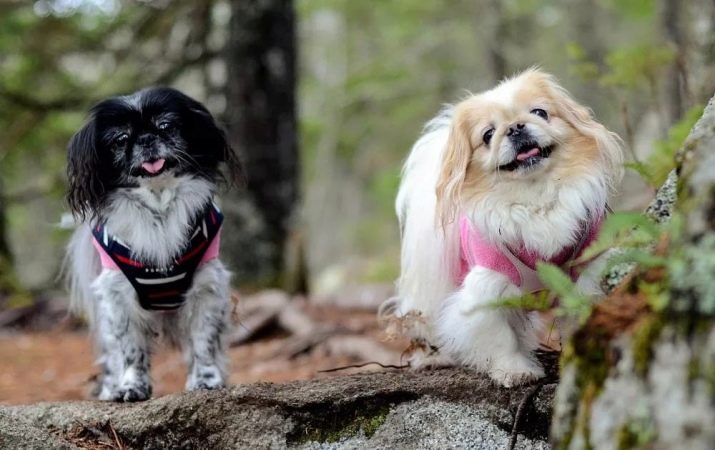 Клички собак породи пекінес: список кращих імен, якими можна назвати цуценя-дівчинку
