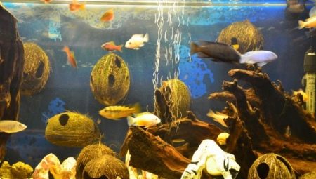 Кокос в акваріумі (23 фото): як зробити будиночок для рибок своїми руками? Як підготувати і обробити шкаралупу?