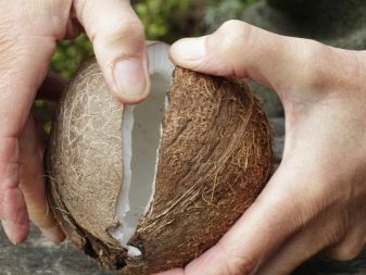 Кокос в акваріумі (23 фото): як зробити будиночок для рибок своїми руками? Як підготувати і обробити шкаралупу?