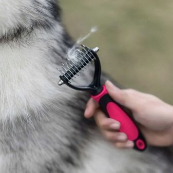 Коли линяють собаки? 23 фото Причини линьки взимку. Що робити, якщо починається линька? В які періоди собака линяє найменше?