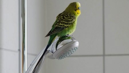 Коли можна випускати папугу з клітки після покупки? Як правильно випустити його політати в перший раз?