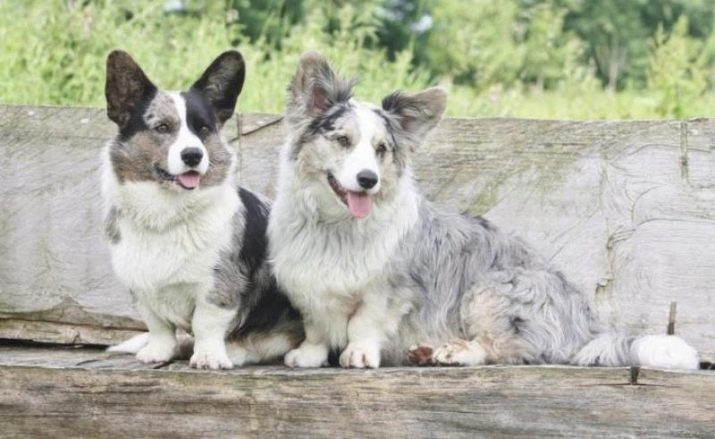 Коргі флаффи (22 фото): опис та утримання цуценят вельш-коргі-пемброк і -кардиган з геном. Як визначити флаффи?