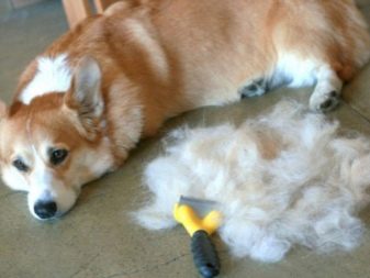 Коргі флаффи (22 фото): опис та утримання цуценят вельш-коргі-пемброк і -кардиган з геном. Як визначити флаффи?