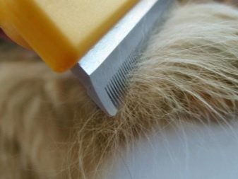 Коргі флаффи (22 фото): опис та утримання цуценят вельш-коргі-пемброк і -кардиган з геном. Як визначити флаффи?