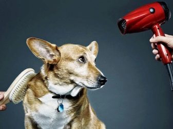 Коргі флаффи (22 фото): опис та утримання цуценят вельш-коргі-пемброк і -кардиган з геном. Як визначити флаффи?