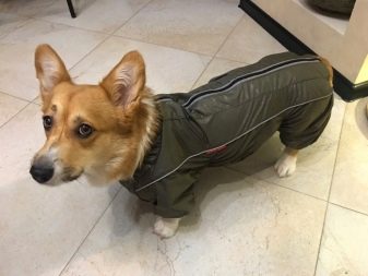 Коргі флаффи (22 фото): опис та утримання цуценят вельш-коргі-пемброк і -кардиган з геном. Як визначити флаффи?