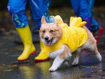 Коргі флаффи (22 фото): опис та утримання цуценят вельш-коргі-пемброк і -кардиган з геном. Як визначити флаффи?