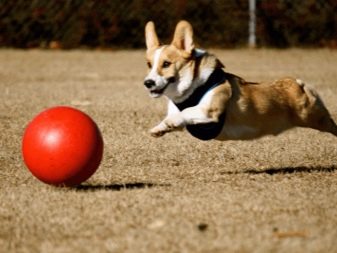 Коргі флаффи (22 фото): опис та утримання цуценят вельш-коргі-пемброк і -кардиган з геном. Як визначити флаффи?