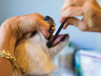 Коргі флаффи (22 фото): опис та утримання цуценят вельш-коргі-пемброк і -кардиган з геном. Як визначити флаффи?