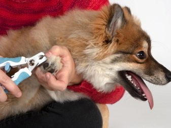 Коргі флаффи (22 фото): опис та утримання цуценят вельш-коргі-пемброк і -кардиган з геном. Як визначити флаффи?